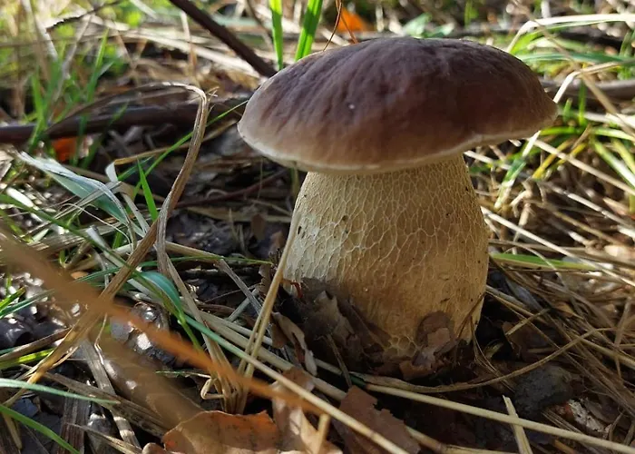 アパート Chocco *